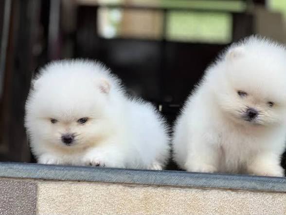 Toy Pom angle 6